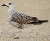 Larus armenicus